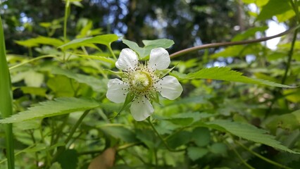 White color floral background, Rubus trifidus plant. Photo of rubus illecebrosus flower on the...