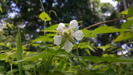 White color floral background, Rubus trifidus plant. Photo of rubus illecebrosus flower on the mountain.