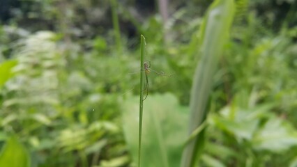 Long-jawed orb weavers or long jawed spiders (Tetragnathidae) are a family of araneomorph spiders. They have elongated bodies, legs, and chelicerae, and build small orb webs with an open hub with few.