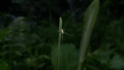 Long-jawed orb weavers or long jawed spiders (Tetragnathidae) are a family of araneomorph spiders....