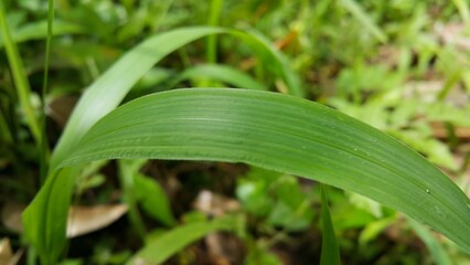 Fototapeta premium Textured plant leaves background. Photo taken in a tropical forest. Plant leaf wallpaper.