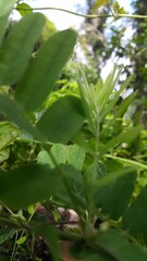 Textured plant leaves background. Shot in a tropical forest. Plant leaf wallpaper.