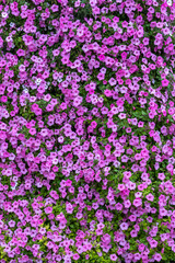 Vibrant Wall of Pink Petunia Flowers