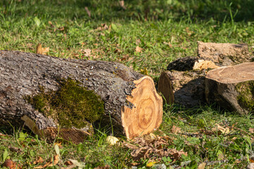 Mossy Tree Log with Visible Wood Grain