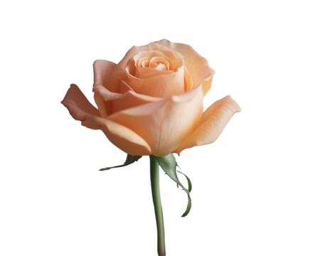 a close up of a rose