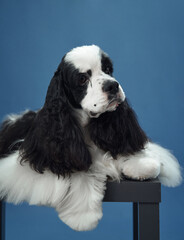 An American Cocker Spaniel with black ears lying on a stool against a blue background. The dog's...