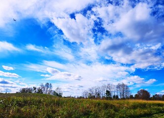 Fototapeta premium field and blue sky