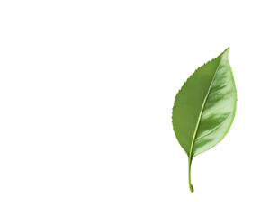 a green leaf on a white background
