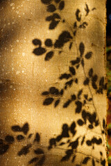 On the light trunk of an old beech tree there is a shadow from a branch of a neighboring plant. Pattern.