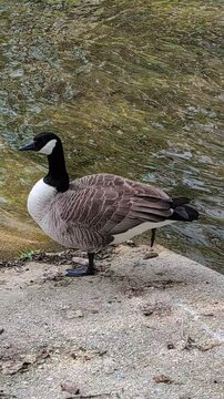 Au bord du lac ensoleill&eacute;, un canard somnolent s'appr&ecirc;tant &agrave; dormir.