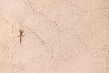 Small lizard resting on a textured beige wall with a sandy, rough surface. Copy space