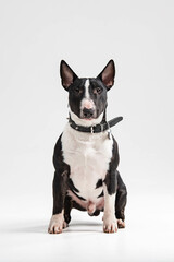 black and white bull terrier on a white background