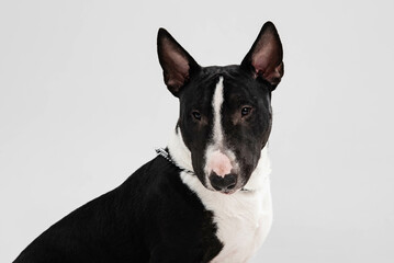 black and white bull terrier on a white background