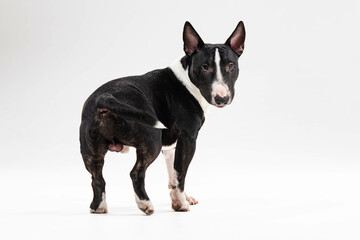 black and white bull terrier on a white background