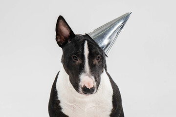black and white bull terrier on a white background with a festive hat