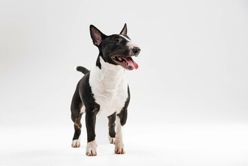 black and white bull terrier on a white background