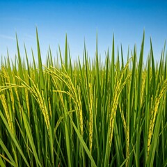 green grass on blue sky background
