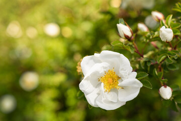Beautiful white flower with yellow core and white buds on a green bush and floral background