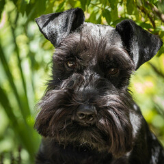 Black schnauzer 