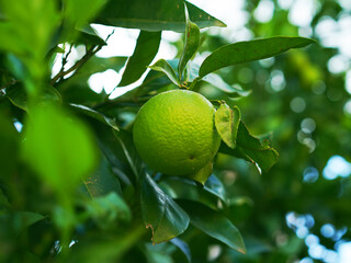 Citrus Tree