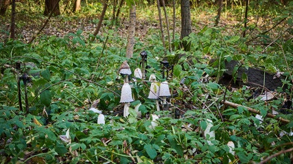 Poisonous mushrooms grow in the forest, many white toadstools among the grass, branches and fallen leaves, large mycelium, general plan