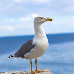 seagull standing on a wall with the sea out of focus in the background