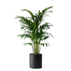 Palm tree potted on white