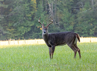 Young male deer pauses from eating grass to check out the noise