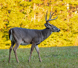 Young male deer with bright yellow autumn background