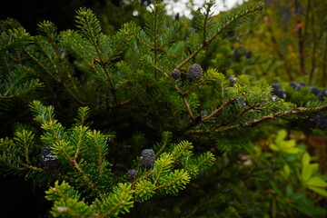 photo of a christmas tree in a wood