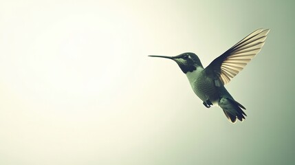 Hummingbird in flight against a soft, bright background.