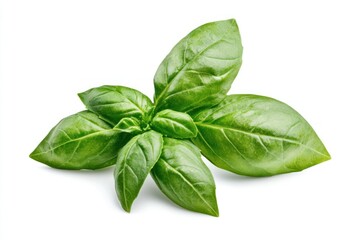 Fresh green basil leaves isolated on white background.