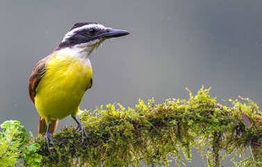 Portrait of a great kiskadee perched on a branch.