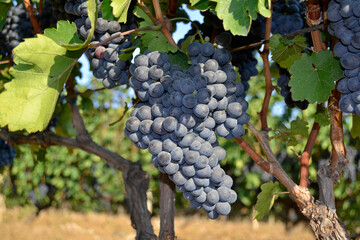 Fototapeta premium Cluster of Areni grape on a branch
