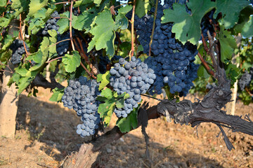 Cluster of Areni grape on a branch