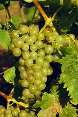 Grape on the branch for winemaking