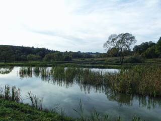 Fototapeta premium Peaceful pond surrounded by tall reeds
