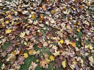 Colorful texture of maple tree leaves in various shades of burgundy, brown, red, yellow and orange covering the grass. Red yellow deeply dry leaf pattern background, wallpaper. Autumn background.