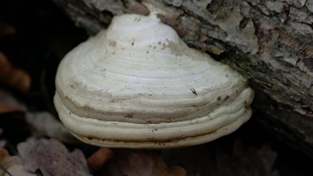Hoof Fungus in natural ambient (Fomes fomentarius) - (4K)