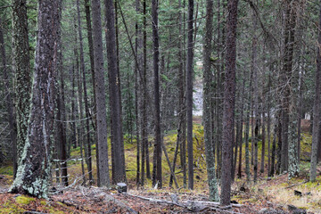 forest in Banff National Park, Alberta, Canada, North America