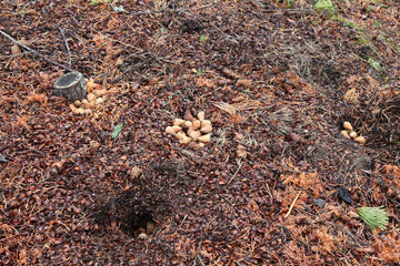 nature in Banff National Park, Alberta, Canada, North America