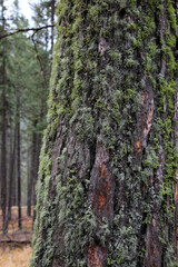 forest in Banff National Park, Alberta, Canada, North America