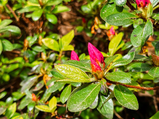 A close up of a pink flower with green leaves