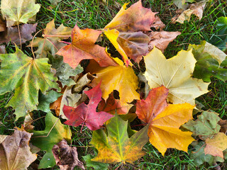 In the park, colorful autumn maple leaves lie on the green grass so far