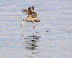 Seagull Catching Fish Mid-Flight Over Water. A seagull captured mid-flight holding a fish in its beak, skimming the water's surface with blurred birds in the background...