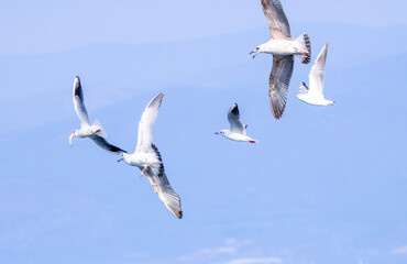 Seagull Catching Fish Mid-Flight Over Water. A seagull captured mid-flight holding a fish in its beak, skimming the water's surface with blurred birds in the background...