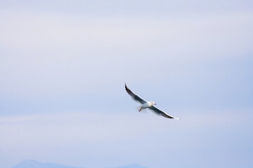 Seagull Catching Fish Mid-Flight Over Water. A seagull captured mid-flight holding a fish in its beak, skimming the water's surface with blurred birds in the background...