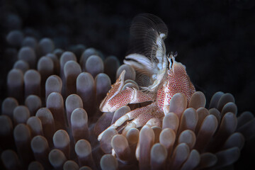 Anemone porcelain crab. Photo was taken in North Sulawesi, island Bangka, Indonesia