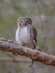 Eurasian Pigmy Owl in a fir grove in spring 