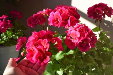 Beautiful bright flowers of pelargonium. Home gardening. Hobby.